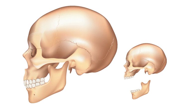 Descubrieron una nueva parte del cuerpo humano situada en la mandíbula