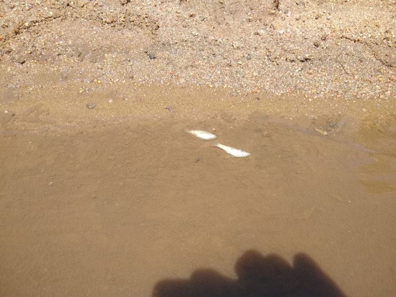 Denuncian gran cantidad de peces muertos en el Río Cuarto