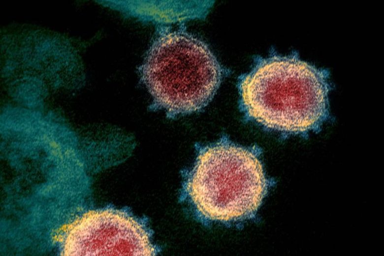Descubren un nuevo mecanismo que bloquea al coronavirus: la inmunidad innata