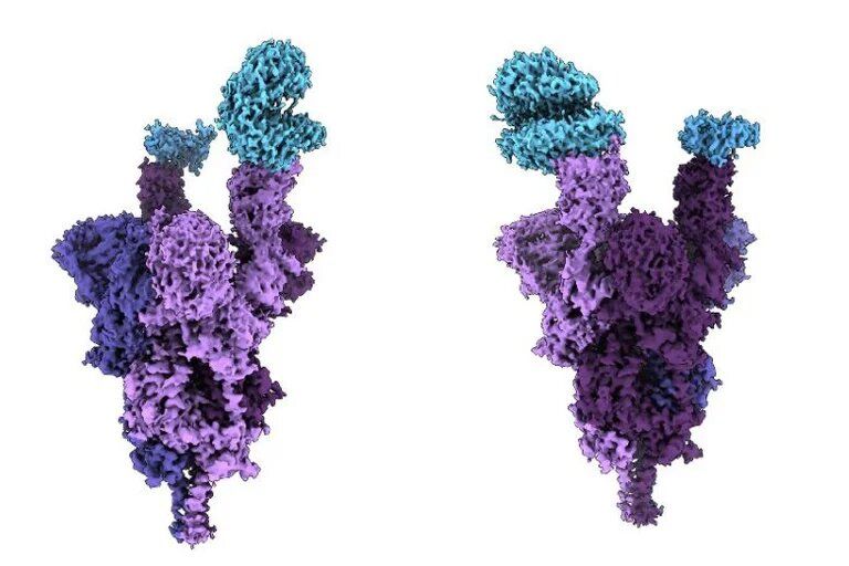 La estructura molecular de Ómicron podría explicar por qué puede evadir las vacunas en varios casos