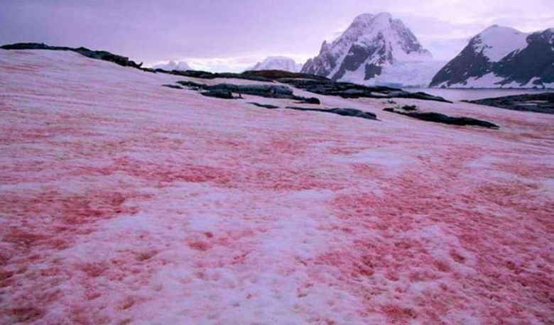 “Nieve de sangre”: el espeluznante fenómeno que afecta a la Antártida