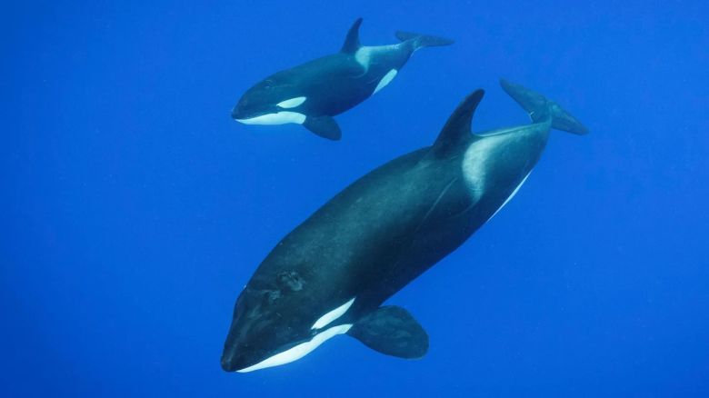 Documentan que las orcas pueden matar al animal más grande de la Tierra, la ballena azul
