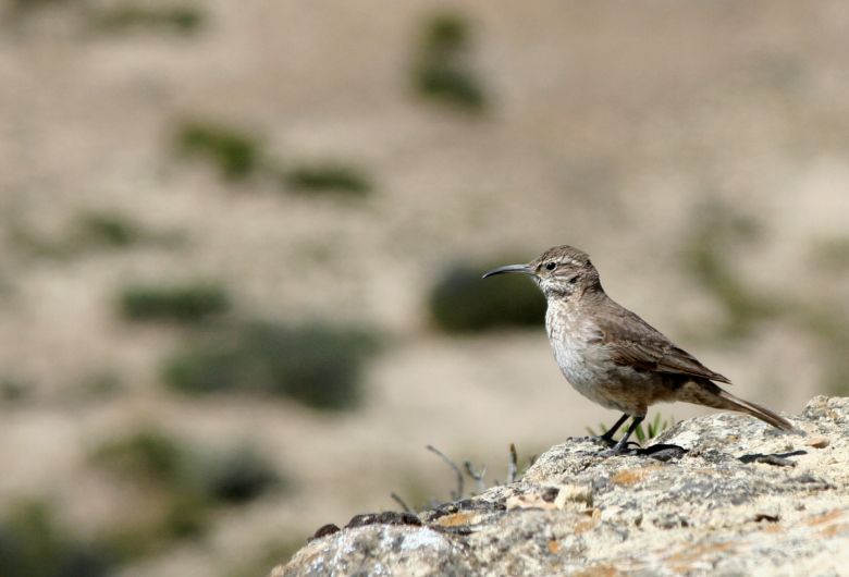 Puerto Deseado: La diversidad de hábitat a través de sus aves 