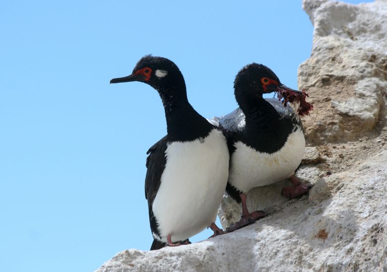 Puerto Deseado: La diversidad de hábitat a través de sus aves 