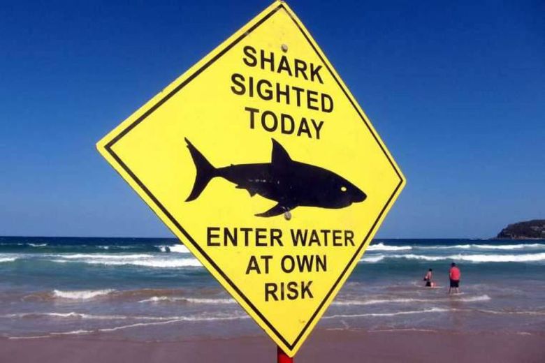 Australia: un nadador fue devorado por un tiburón y todo fue grabado por testigos