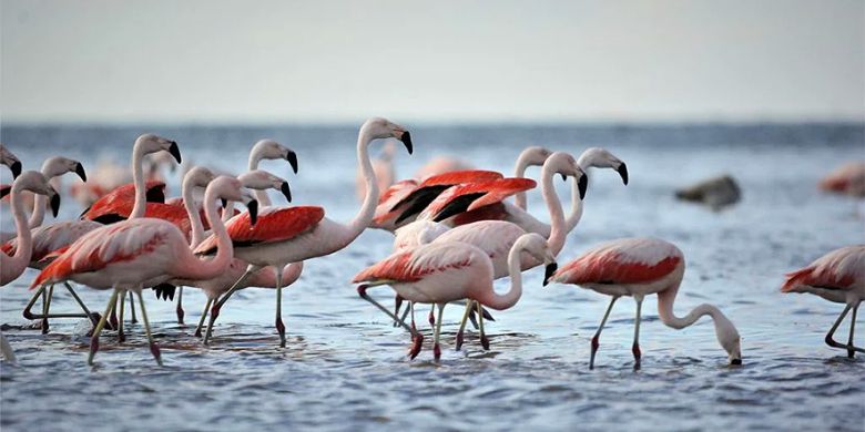 La laguna Mar Chiquita recibe a la mayor nidada de flamencos australes de Sudamérica