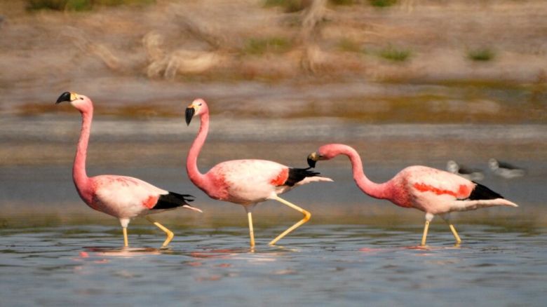 La laguna Mar Chiquita recibe a la mayor nidada de flamencos australes de Sudamérica
