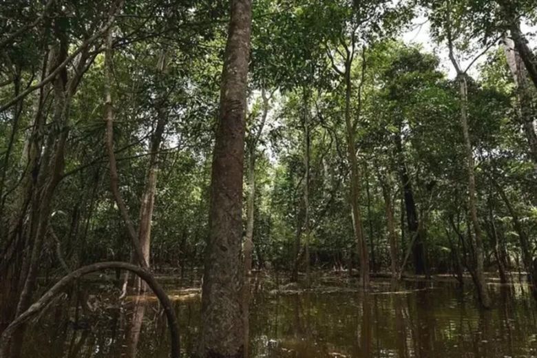 La historia de los niños que sobrevivieron 4 semanas perdidos en el Amazonas