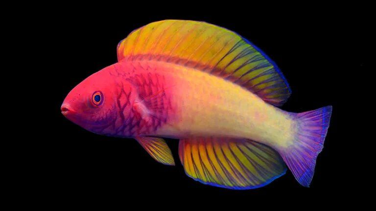 Tras casi 30 años con una identidad “falsa”, descubren a un nuevo pez arcoíris en las islas Maldivas