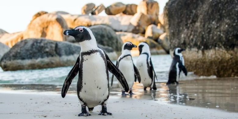 En la Antártida pagan más de 2.000 dólares por contar pingüinos: cómo y dónde postularse