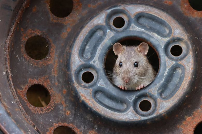 El roedor en la rueda
