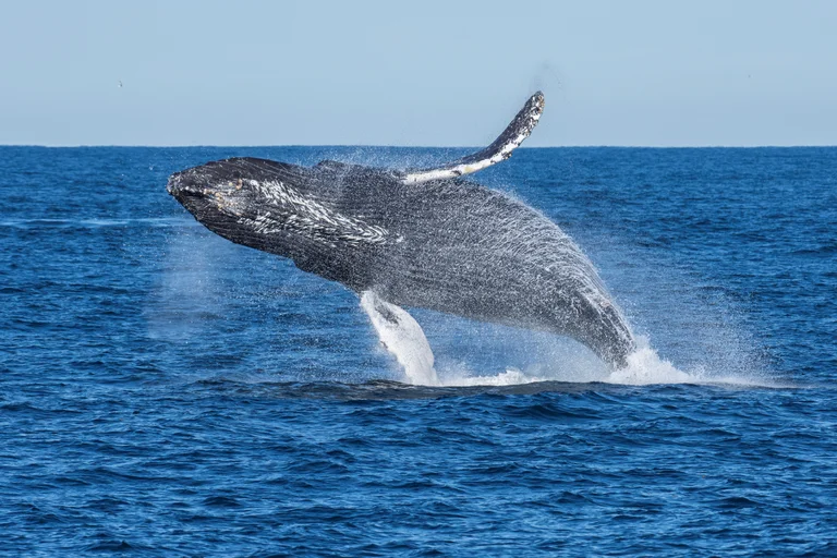Video: una ballena jorobada saltó y golpeó a una embarcación en Massachusetts