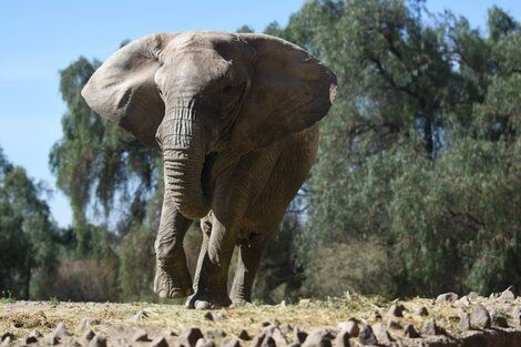El Ecoparque de Mendoza fue autorizado a trasladar a la elefanta Kenia vía terrestre
