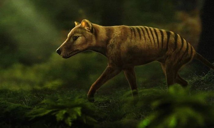 Científicos australianos buscan “resucitar” genéticamente al extinto tigre de Tasmania