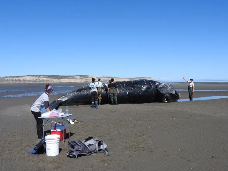 Muerte de las ballenas en Puerto Madryn: motivos y preocupación de expertos
