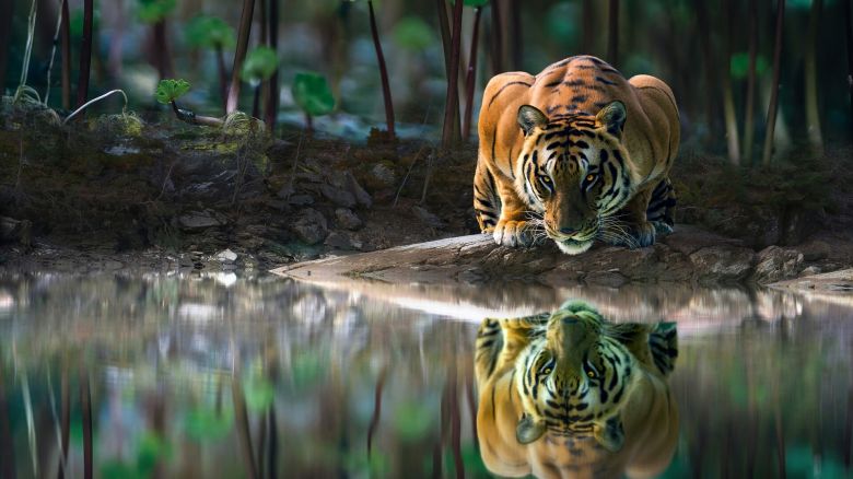 Tigre reflejado