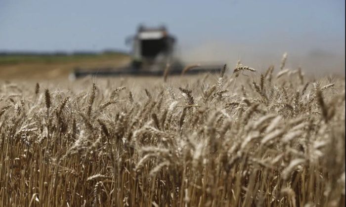 Otra debacle para el trigo: se registró un dato que no ocurría hace más de 40 años
