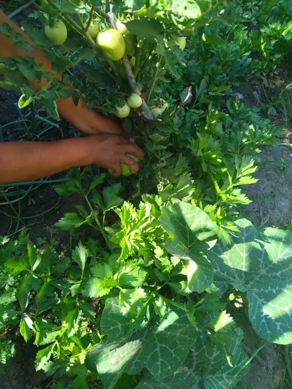 Concurso el “Verdurón”: el tomate de mayor peso lo tuvo una vecina de barrio Las Delicias
