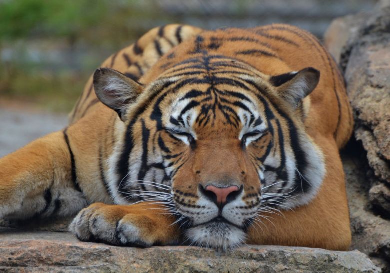 Todo el mundo piensa que los tigres son felinos… pero no lo son