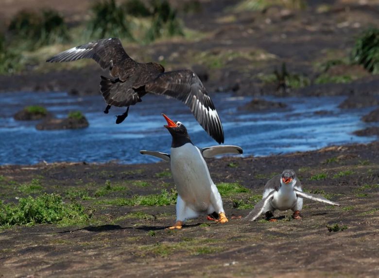 Un pingüino y  una ave marina en lucha