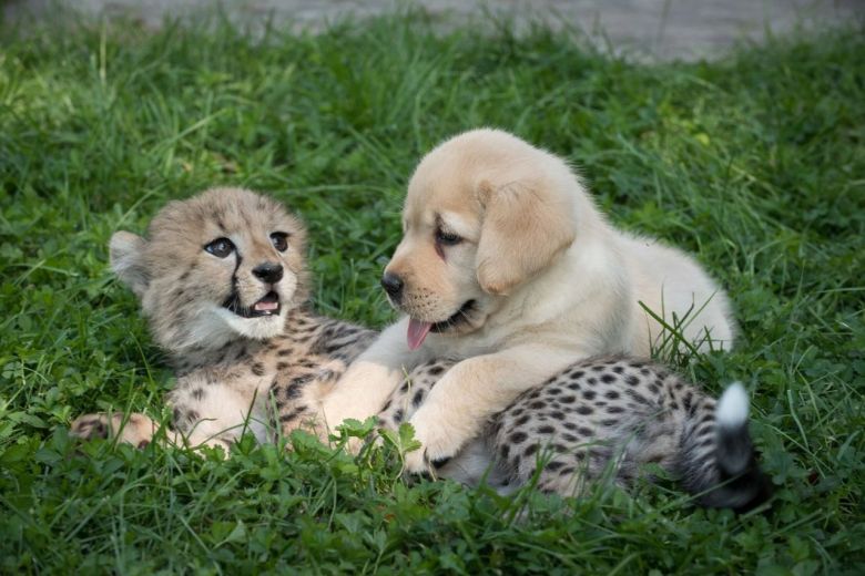El perro también es el mejor amigo del guepardo