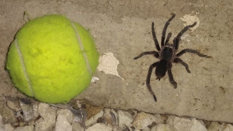 Arañas gigantes en Villa María: "están a los ojotazos limpios"