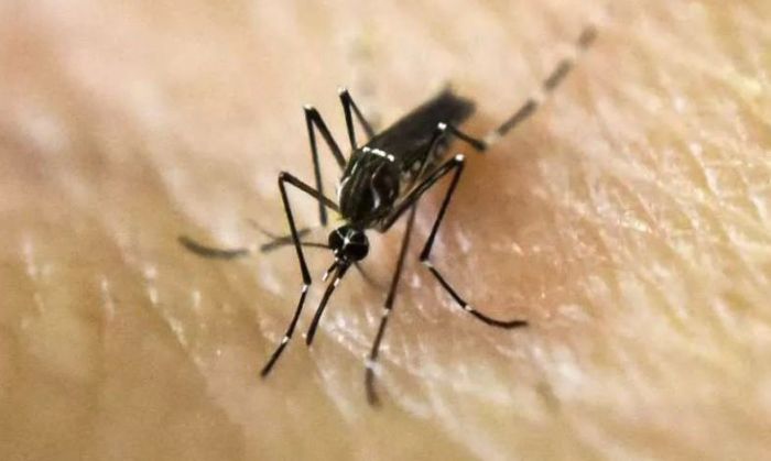 Dengue en Córdoba: ya suman 3.114 los casos en toda la provincia