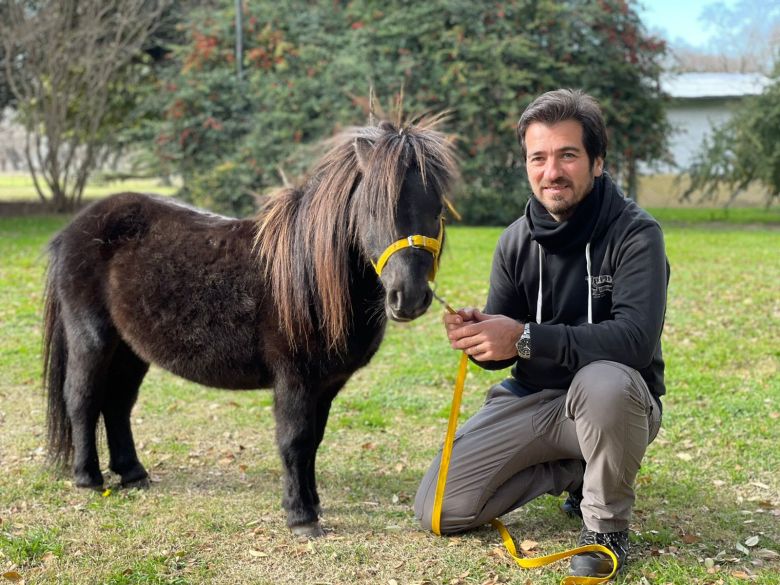 Una familia argentina cría caballos de miniatura y los venden como mascotas al mundo