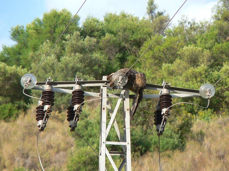 Investigadores de La Pampa crean un dispositivo para evitar la muerte de aves en tendidos eléctricos