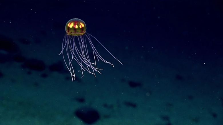 ¿Cómo son las profundidades del océano y por qué es peligroso explorarlas?