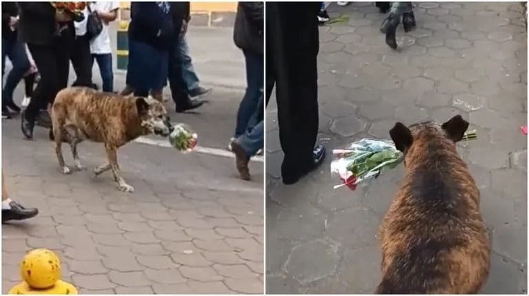 Una perra acompañó un cortejo fúnebre con un ramo de flores y conmovió a todos 