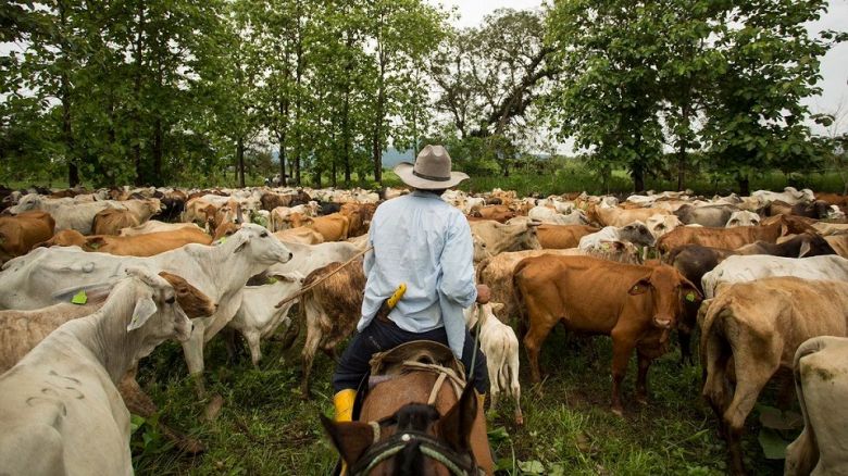 En la zona de Río Cuarto hay menos productores ganaderos