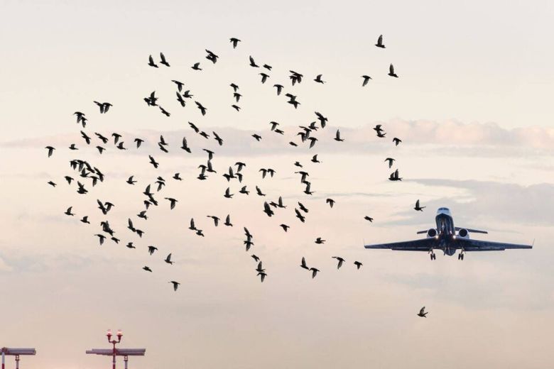 Científicos promueven la coexistencia armoniosa entre aves y aviones