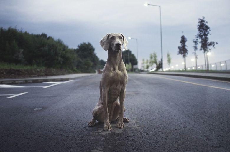 Desde APARC reconocen el abandono de perros en las rutas