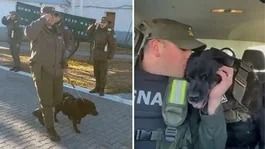 “Pequi”, la perra que fue despedida con honores después de una década al servicio de Gendarmería Nacional