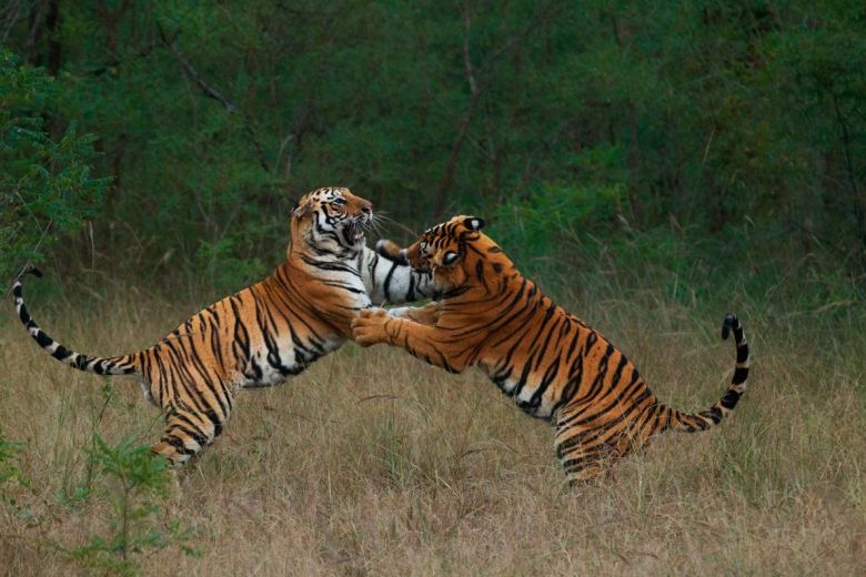 ¿Cuántas rayas tienen los tigres?