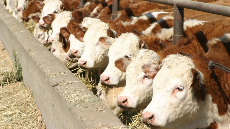 Las categorías de exportación traccionan el aumento de precios del ganado en pie y en carnicerías