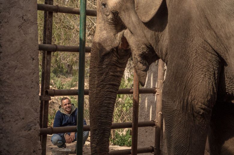 Mendoza prepara el traslado de Tamy, el último elefante cautivo en Argentina