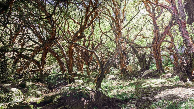 Buscan restaurar los bosques de tabaquillo en las sierras de Córdoba