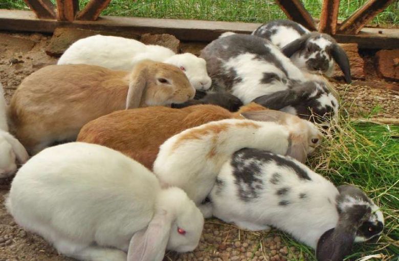 Se brindará una charla sobre "Aspectos sanitarios en criaderos de conejos" en la Expo Rural