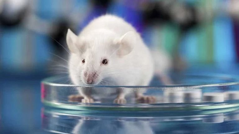 Un ratón con 100.000 neuronas humanas en el cerebro abre el camino a nuevas terapias para el Alzheimer