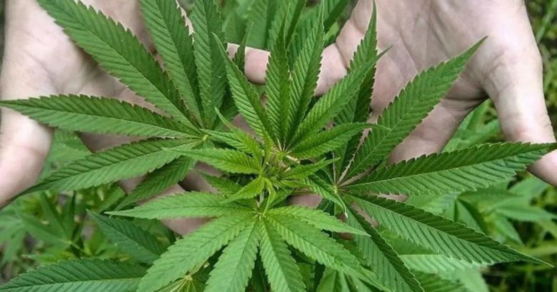 Continúan las Primeras Jornadas Cordobesas de Cannabis y Cáñamo 2023