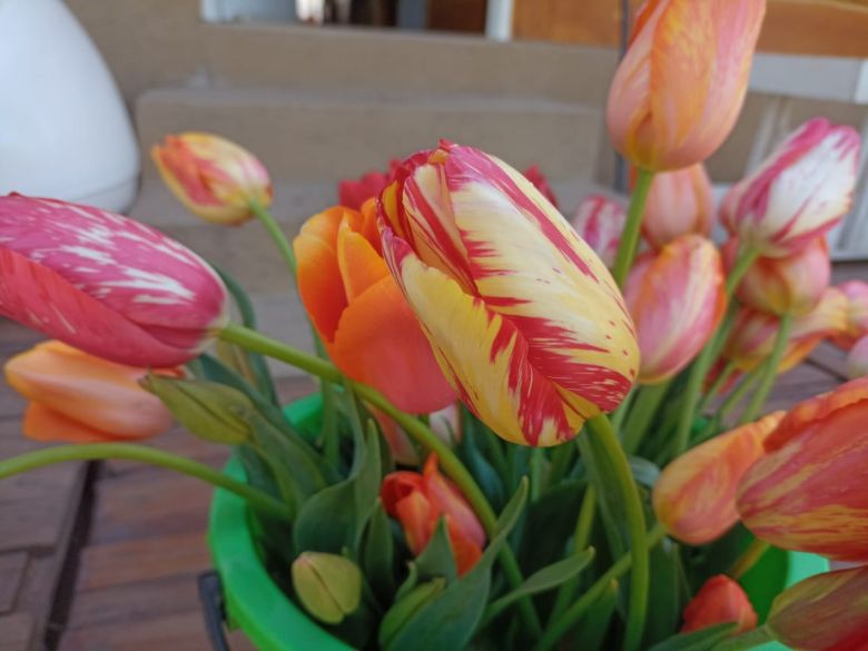 Tiene una plantación de tulipanes en el corazón del Valle de Calamuchita