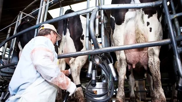 "La baja de las retenciones al sector lácteo no soluciona los problemas de los tamberos"