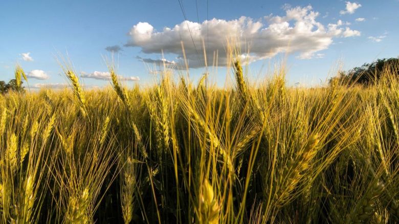 Argentina acordó con China la exportación de trigo, lana y productos bovinos