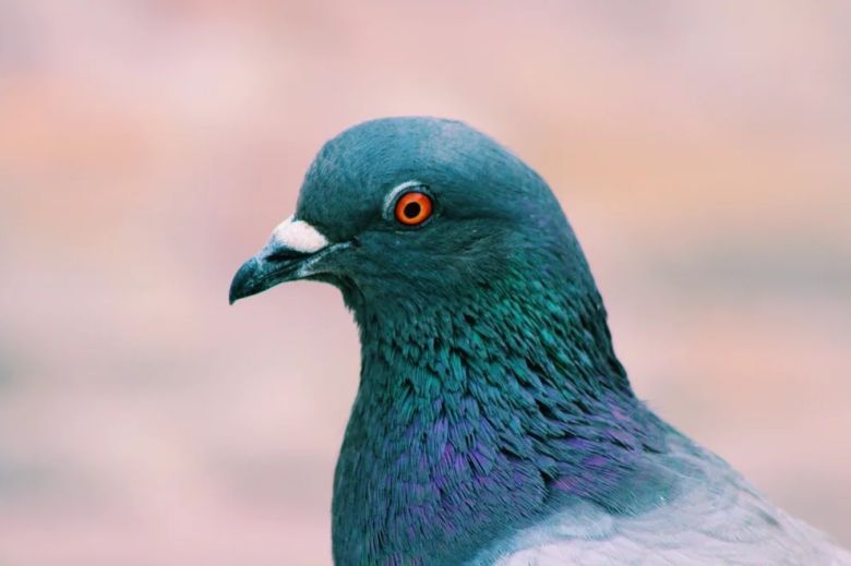 Las palomas resuelven problemas de una forma similar a la inteligencia artificial: por qué