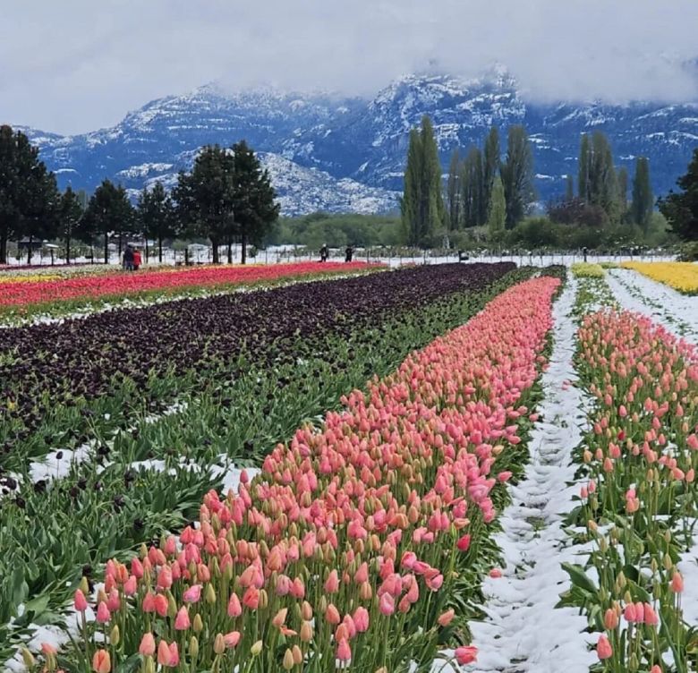 «Los tulipanes están contentos con la nieve»: un inédito paisaje de primavera en Trevelin