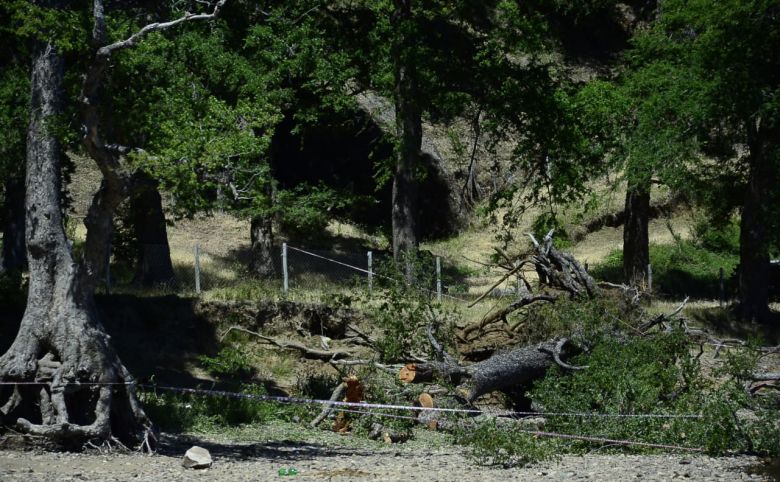 Absolvieron a cuatro guardaparques por la muerte de dos chicos al caer un árbol