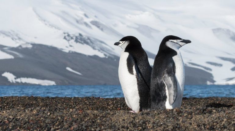 Este increíble pingüino toma miles de siestas de cuatro segundos por día 