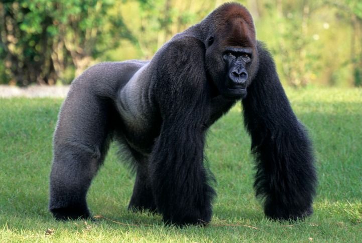 ¿Por qué los gorilas se golpean el pecho, según la ciencia, y cada cuánto tiempo lo hacen?